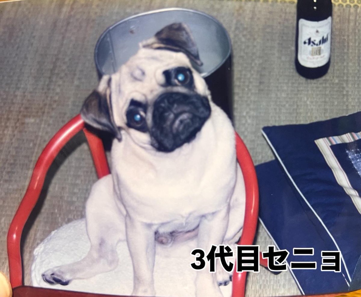 寝パグさん:スフィンクスver.(完全1点もの) Amazon.co.jp: 一尾買い!!トラフグ解体パズル & 一羽買い