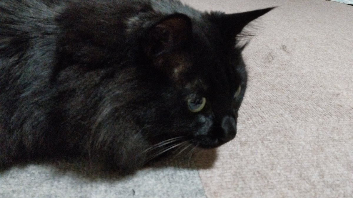 おいっすおいっすー