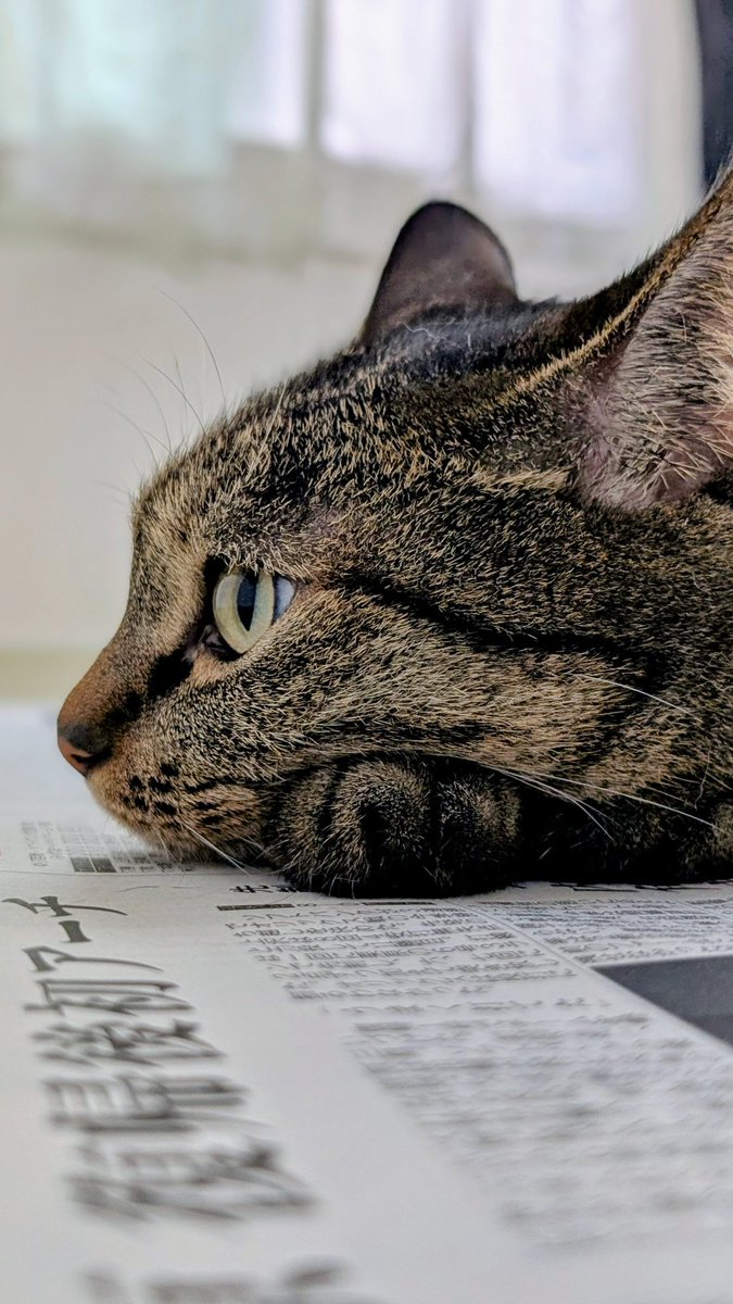 まろさん綺麗な横顔だね☺️
#新聞猫 #1145日 #猫 #cat