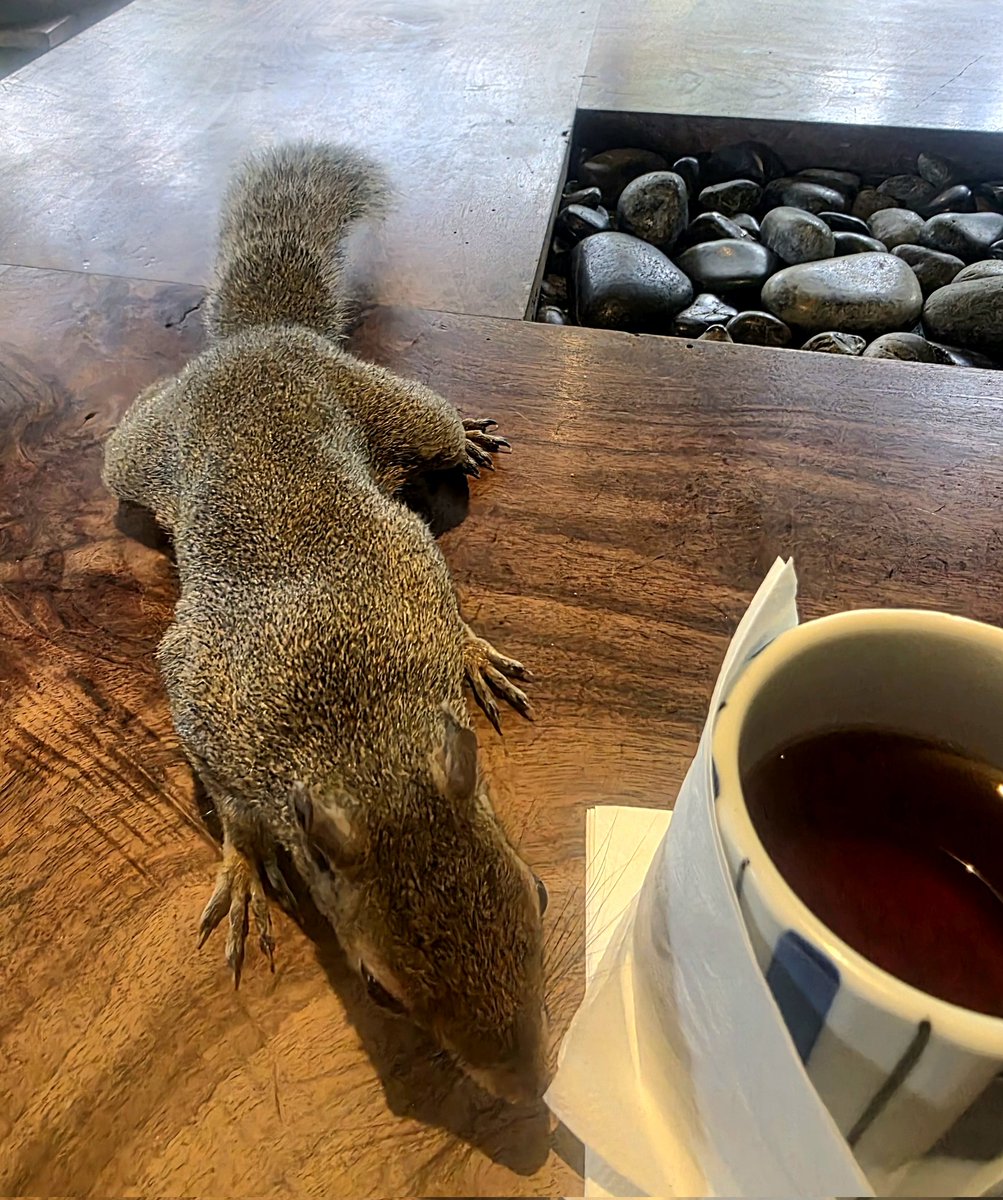 Celebrated 14 years of marriage AND a squirrel tried to jack my 💩 
All in all, a pretty good day 👍