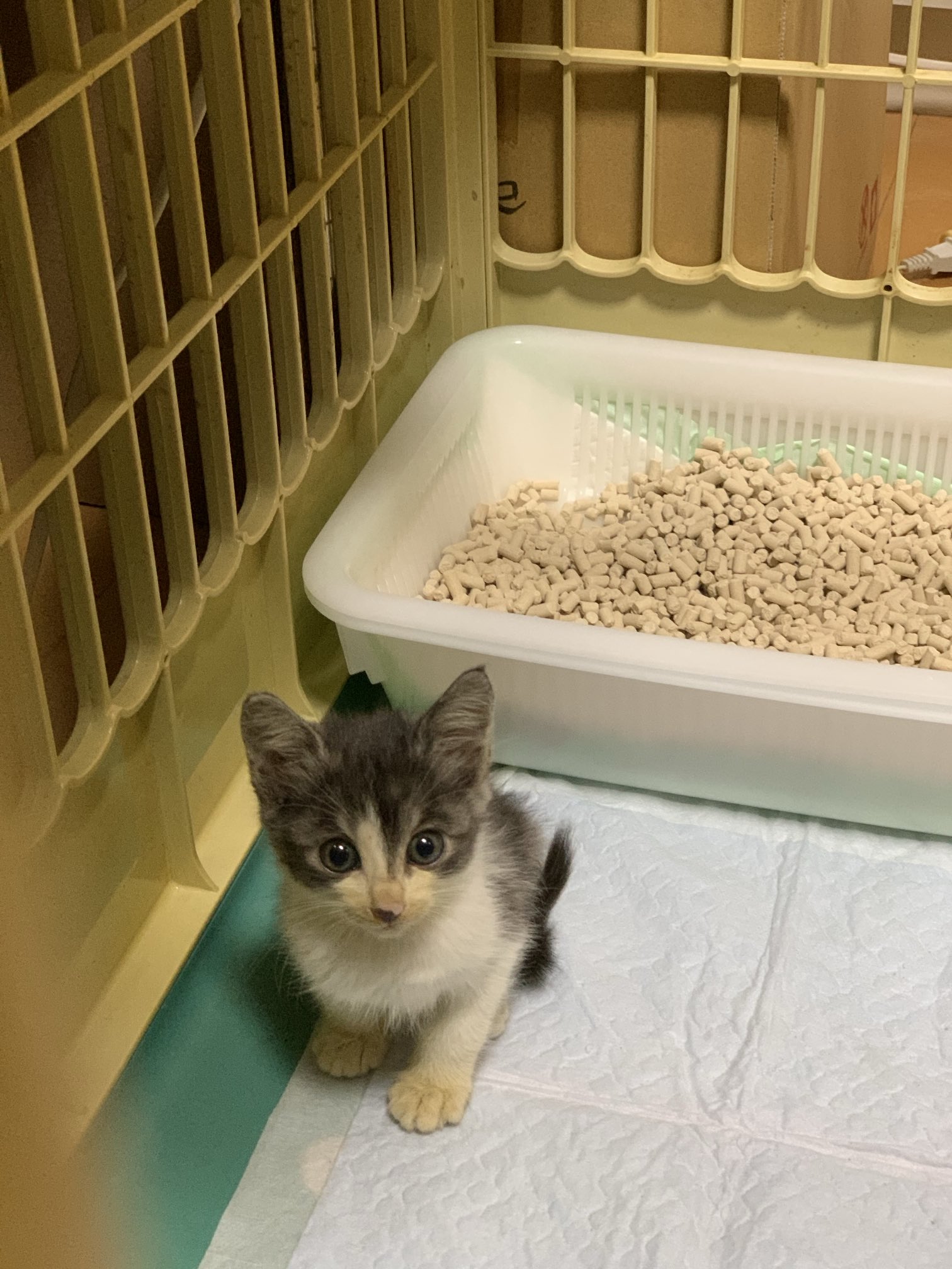 ネコ好きさん10g 猫好きさんにおすすめのキャンディー缶が入荷しました♬ │ 仙台