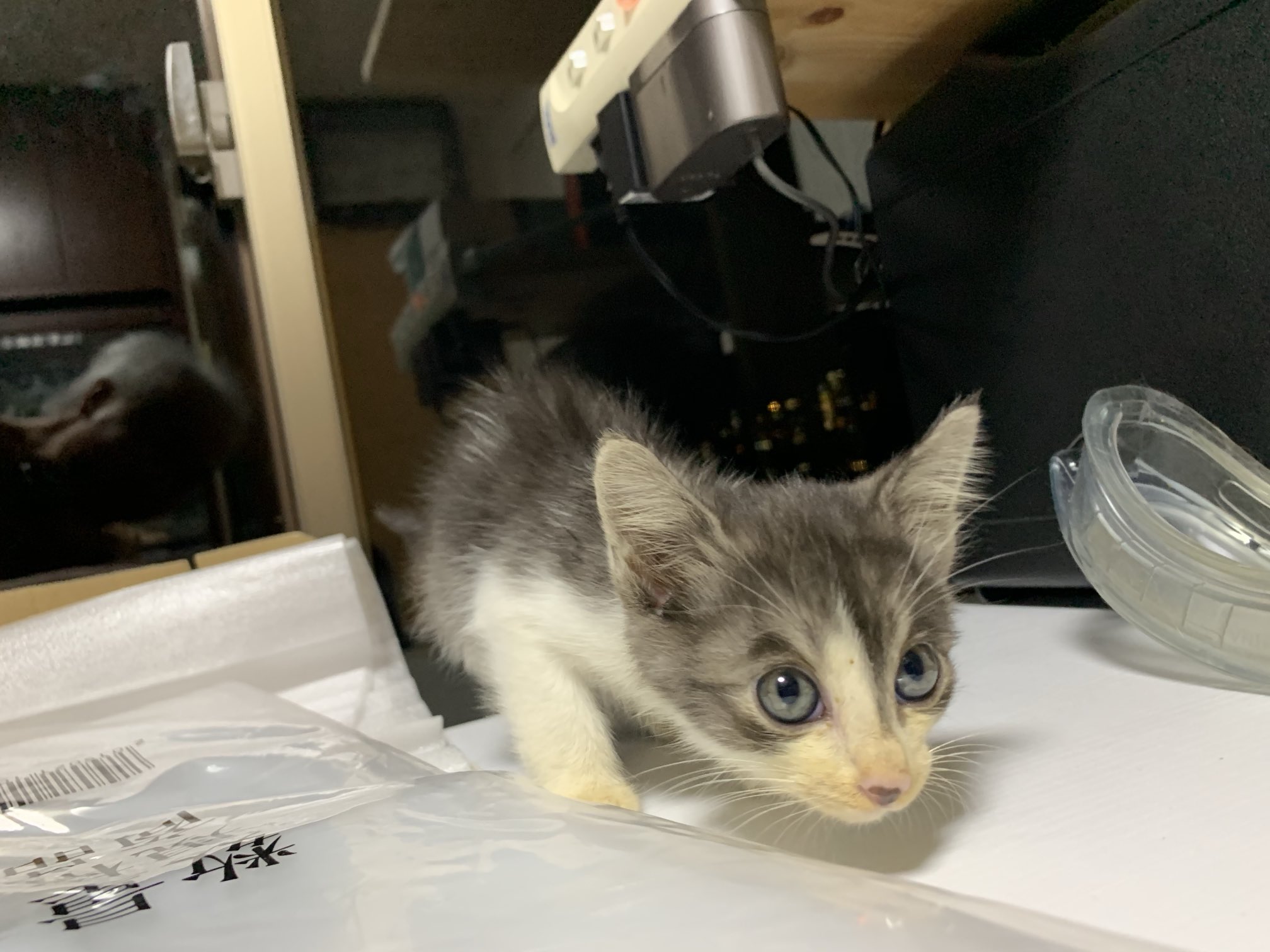 ネコ好きさんポイント無し　2000p使用 🐈🐾🐈🐾🐈🐾 麦散歩🐱🩵 午後になると若干風が涼しくなってきて