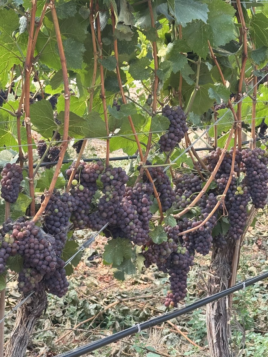 When the world feels crazy I am blessed to walk out our front door and see the goodness of life flourishing in front of my eyes.