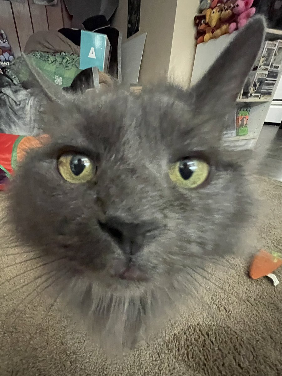 pepper (@pepperbug) on Twitter photo 