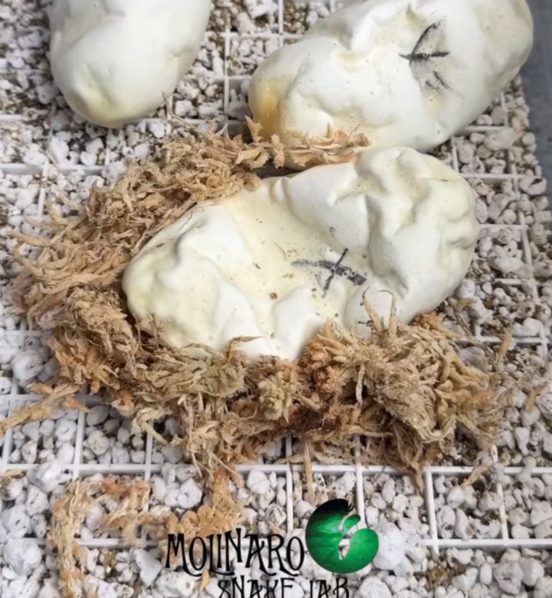 🌸reagan🌸 ⚠️9-1-1 Spoilers⚠️ (@chickeywaf) on Twitter photo i’m so unbelievably invested in this ugly snake egg i’m so unbelievably invested in this ugly snake egg