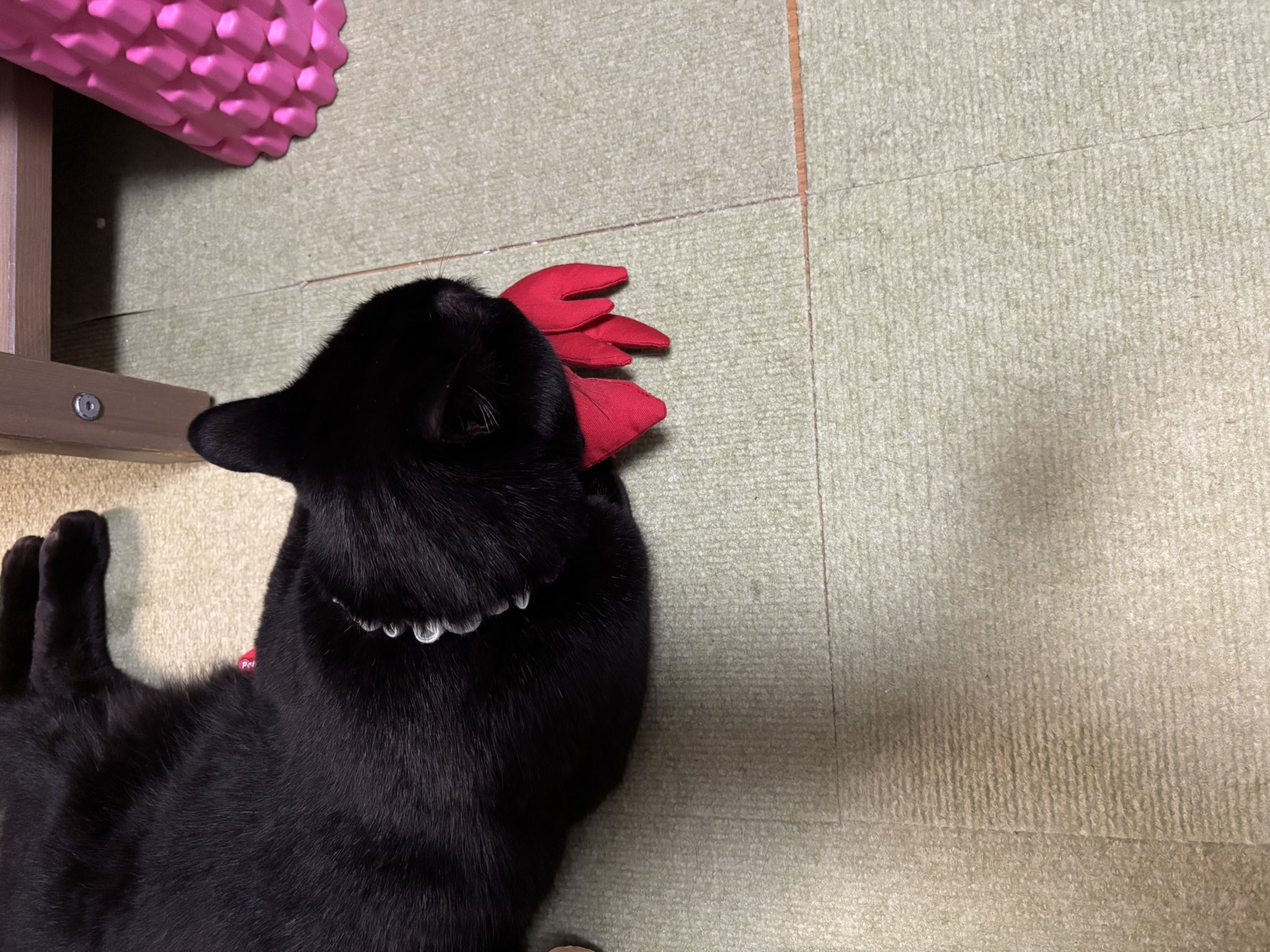 ゆきの🐈‍⬛ on X: 