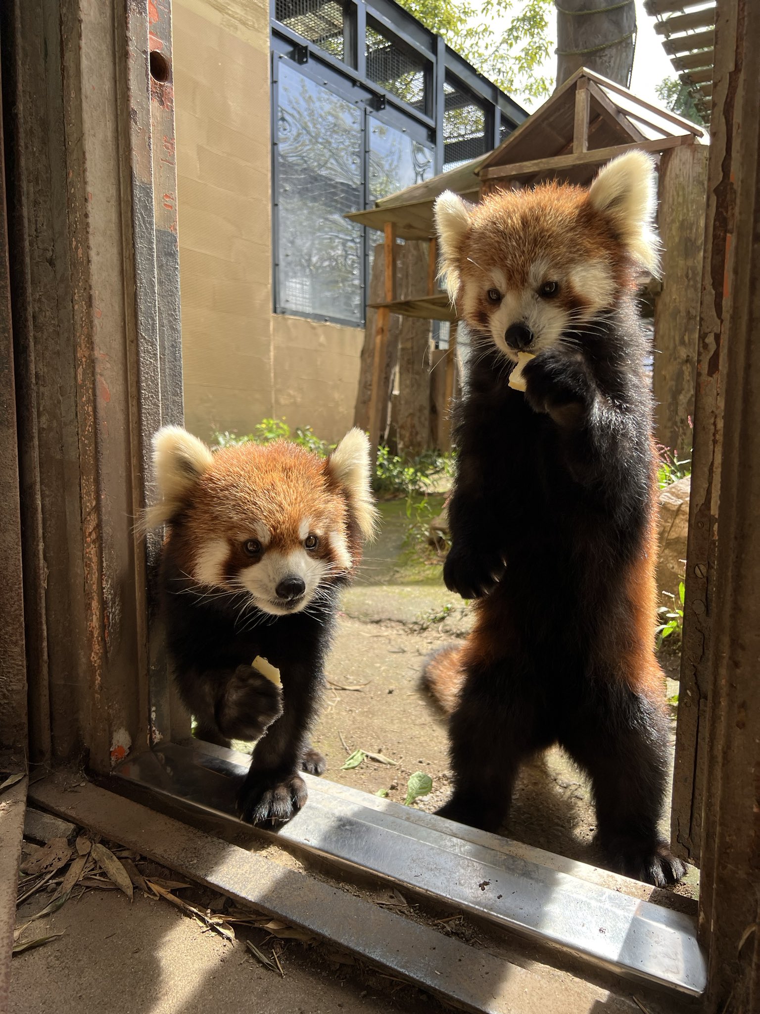 旭川市旭山動物園［公式］ on X: 