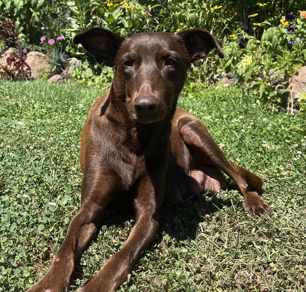 GG_Lab_Rescue's tweet image. Honeybee 3-year-old female chocolate Lab mix 60-lbs Not yet spayed. Sweet girl that just had a litter and is ready to liver her best life #goodgirl