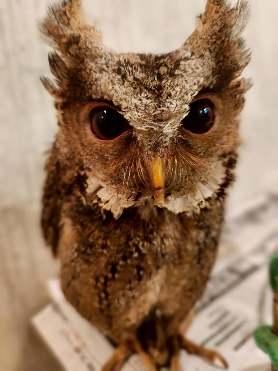 オオカミとフクロウ　フクロウとバスクの銀貨 オオカミとフクロウ フクロウとバスクの銀貨