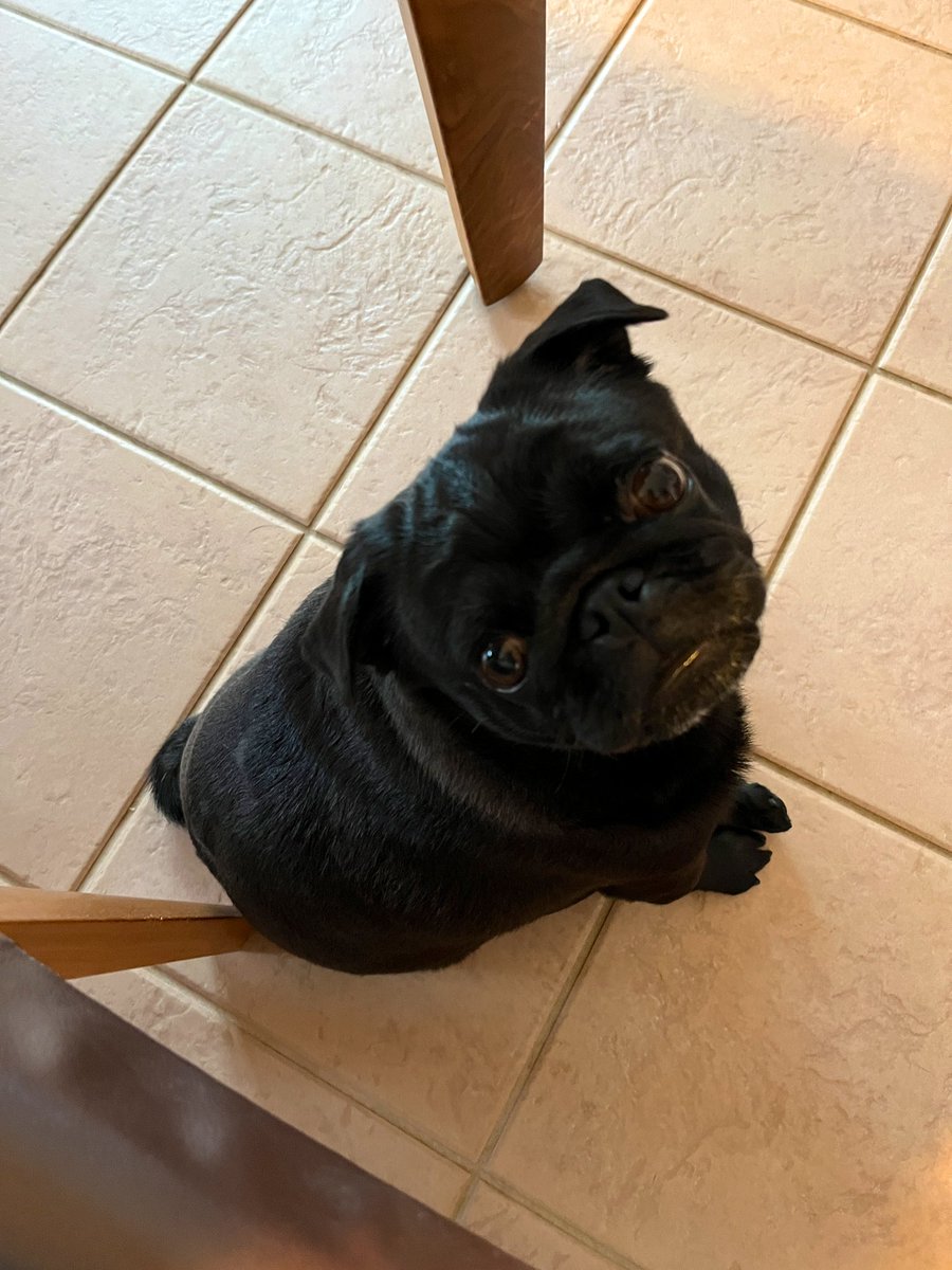 パグ店長 (@manoa47) / Posts / X