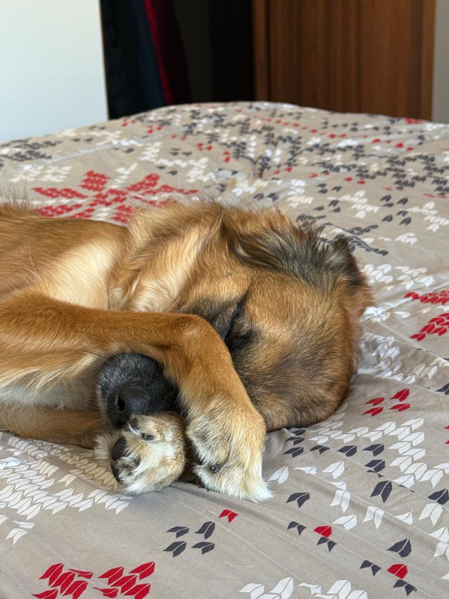 Clauciav1's tweet photo. Presumiendo a mis hijos. Criollos como yo ¡La mamá! 🥰

Hace 4️⃣ años adoptados en @AnimalesBOG cuando tuve el orgullo de trabajar allí 😘

#AmoLosPerros #PasiónPorLosAnimales https://t.co/fXsDKNlmnu