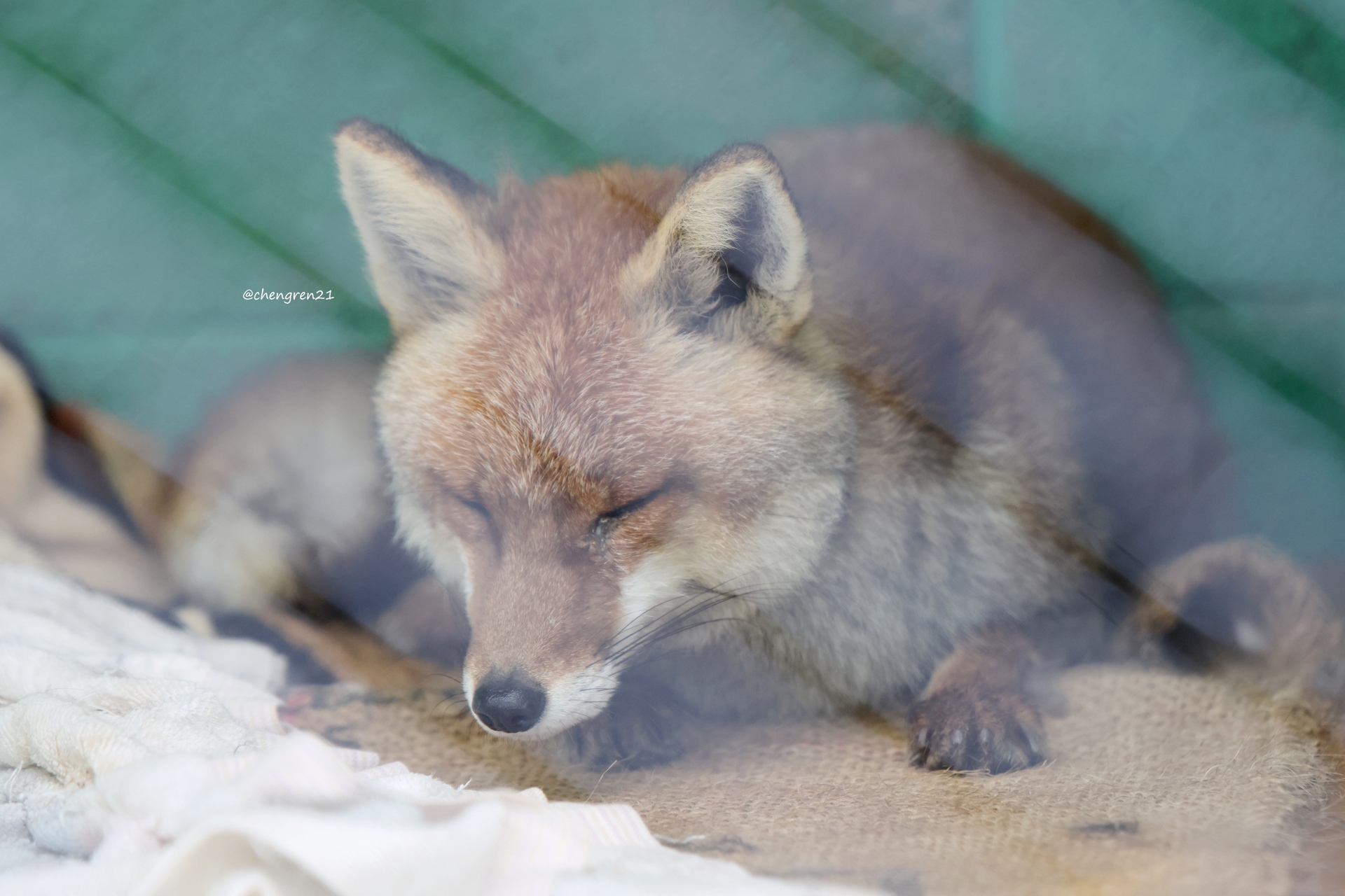 Cheng-Ren🦊🐺 on X: 