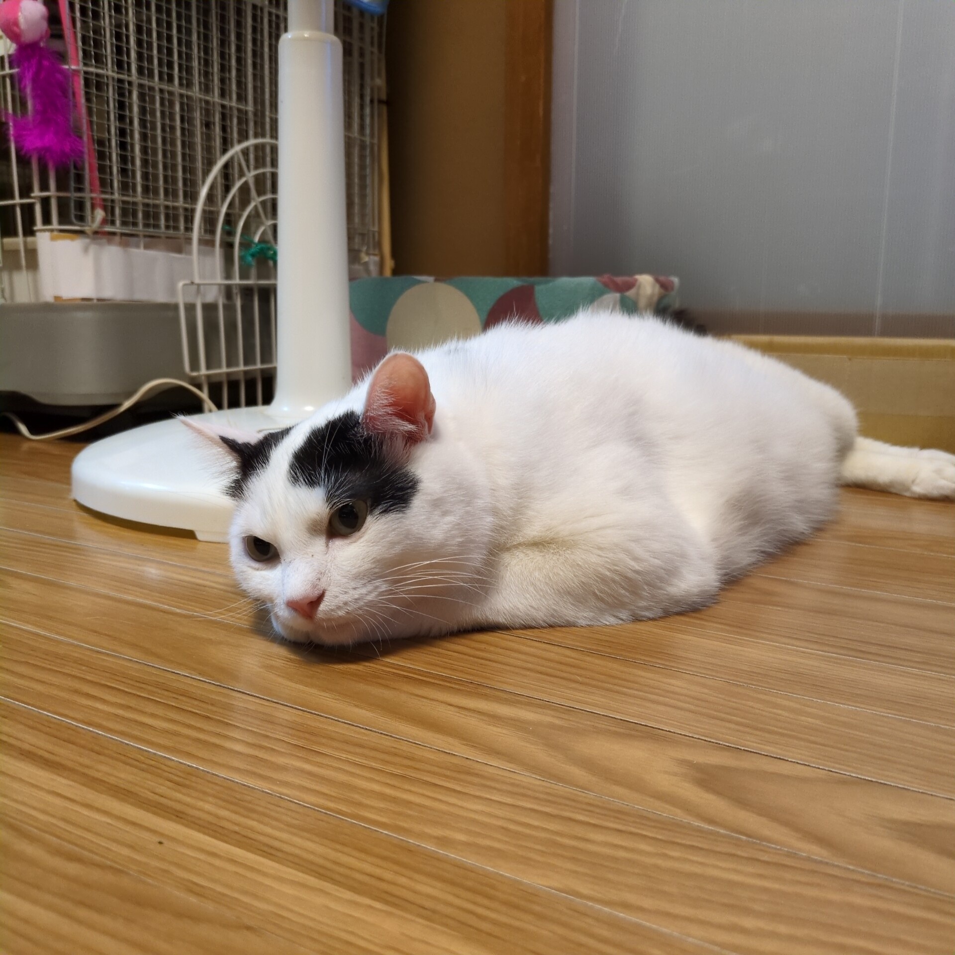 にゃぱねっと♂ (@288os) / X