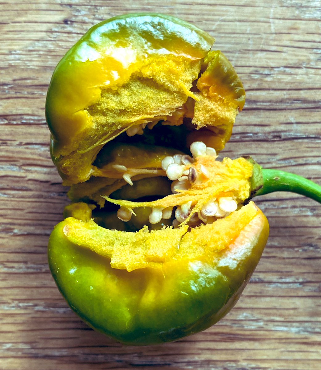 chiliLAB 🇨🇦🌶️ tweet media