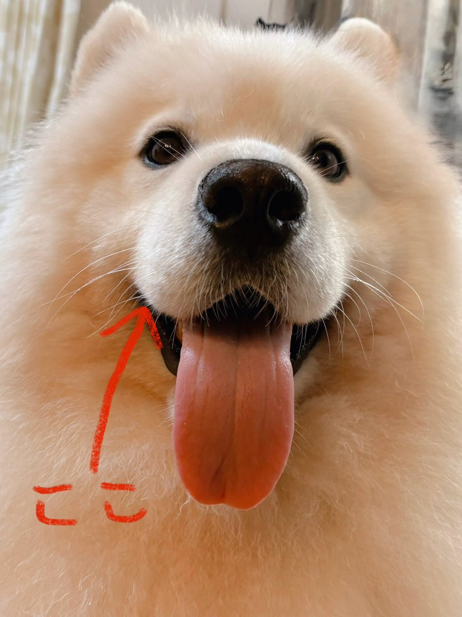 ぷくっとしたマズルに長いベロがが大好きです。
おはようございもふ🐻‍❄️✨