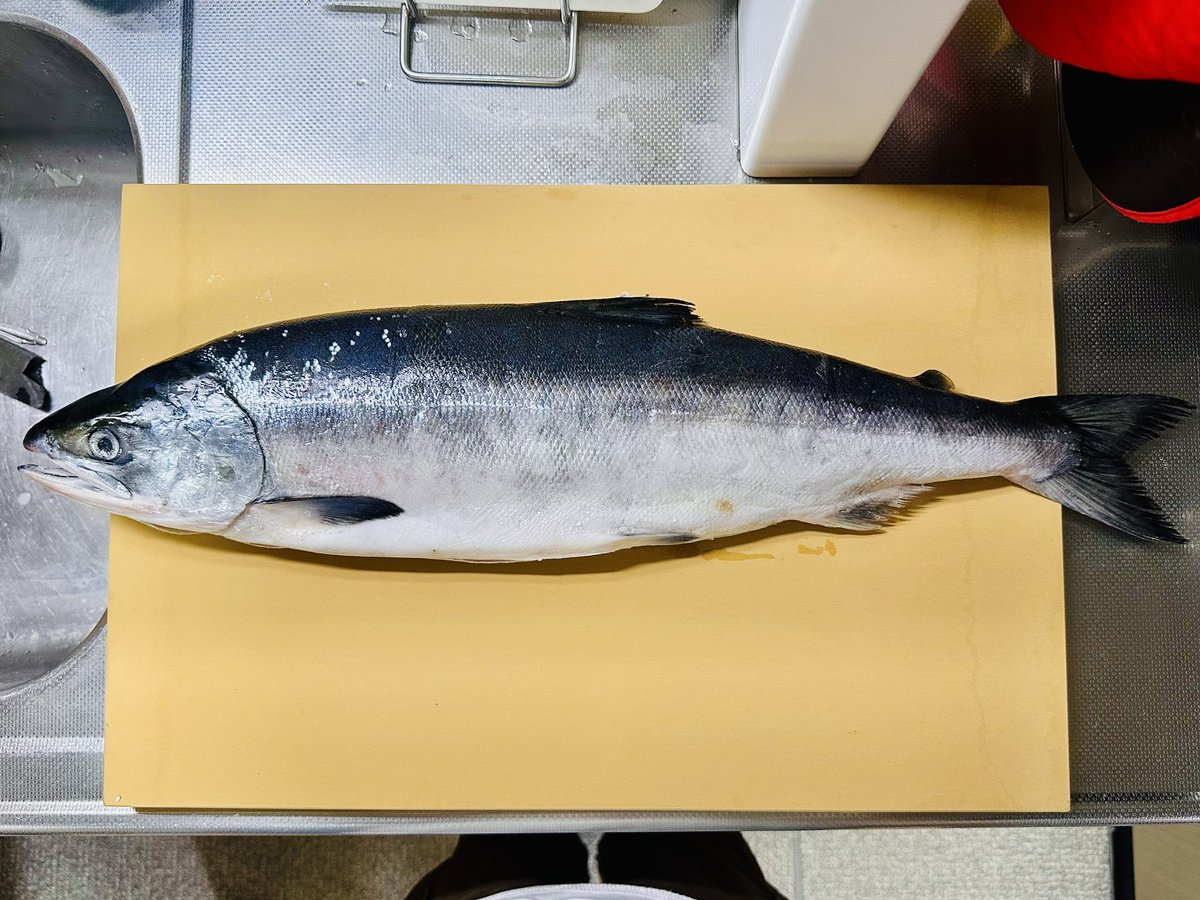 夫が北海道出張からお土産に鮭を買って帰ってきた🐟
デカいー✨

普段あまり売ってないから欲しいとは言ったけど、、、
こんなに大きいとは😳

しばらくは鮭まつりだな〜✨