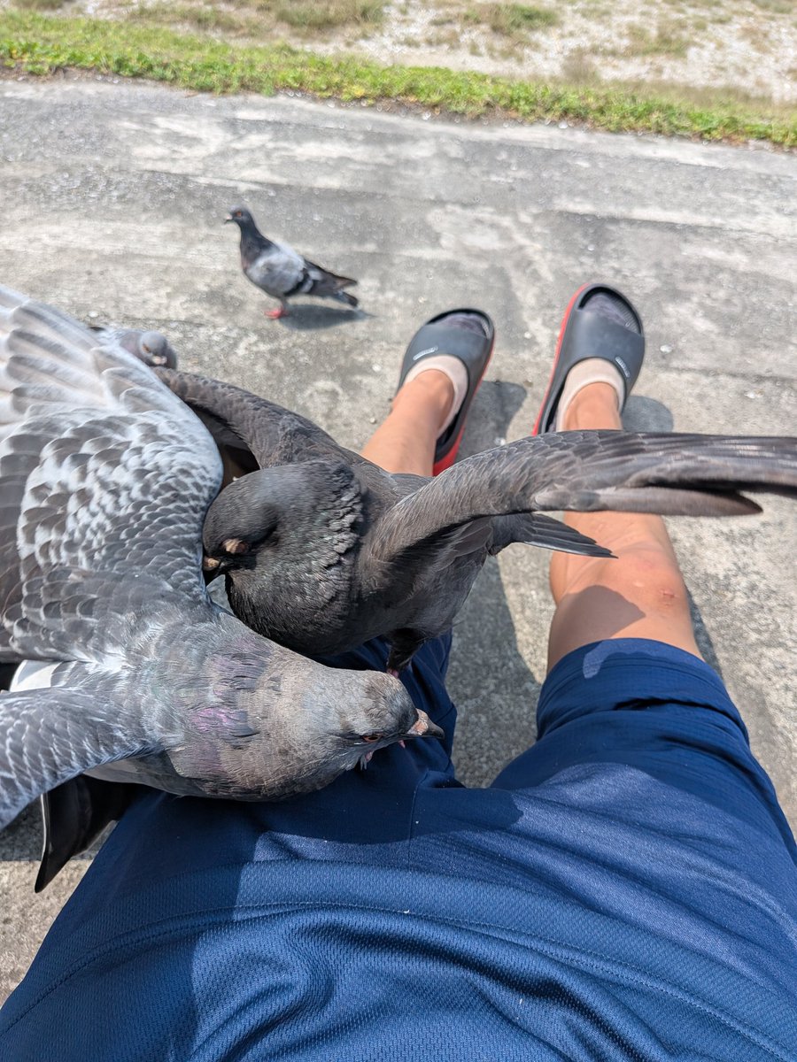 のこったのこった