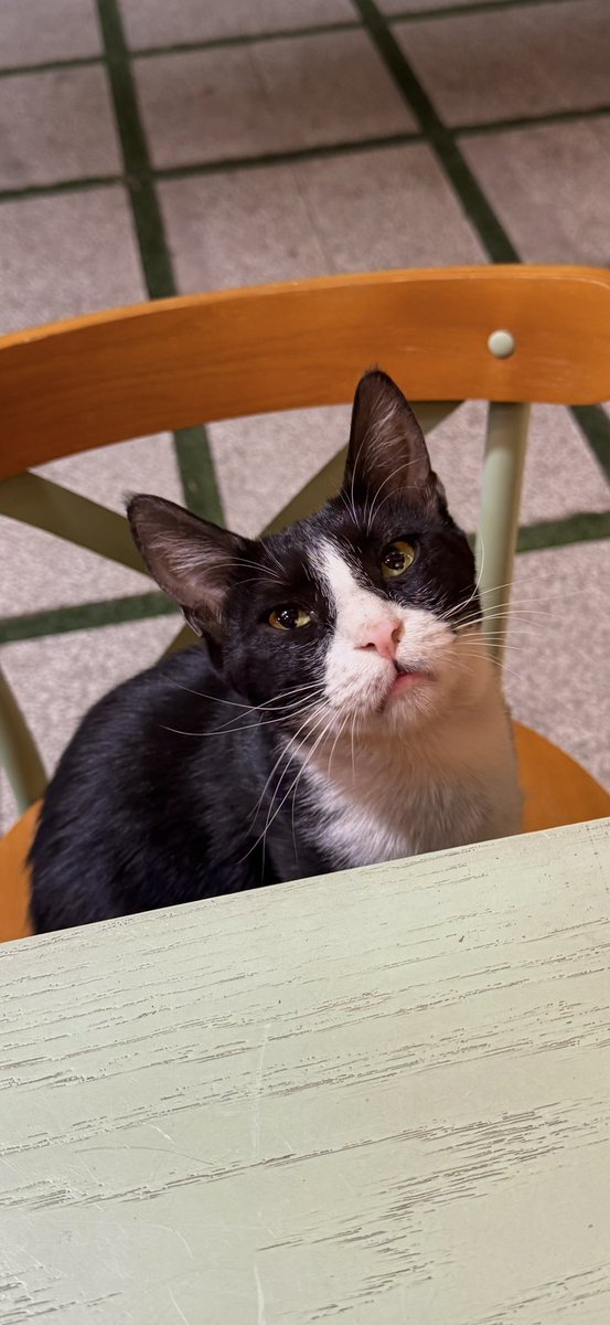 A cat called Nemat🤍🐈‍⬛✨