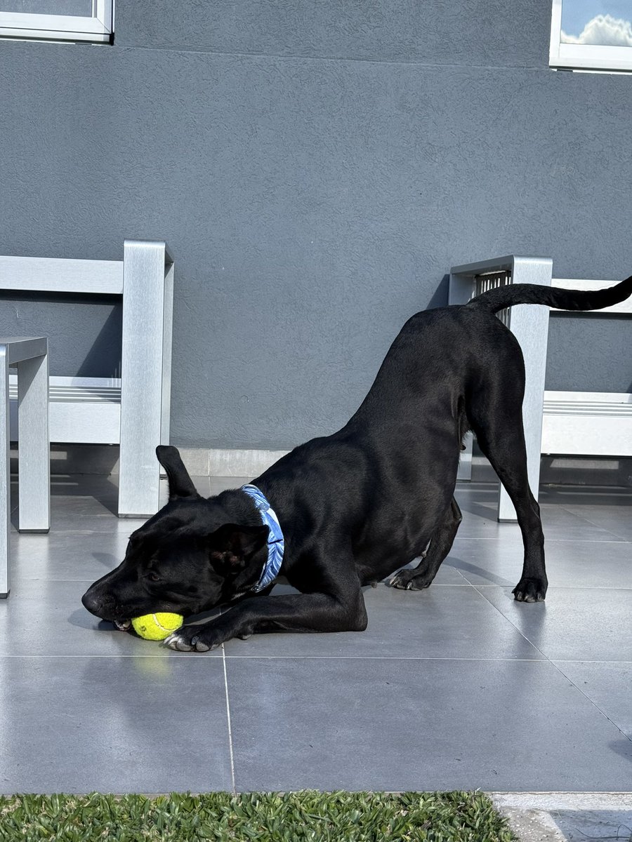 JulietaMillan's tweet photo. Hoy levanté a esta perrita en la autop cuando casi la pisa un camión. Fuimos a la vet, tiene 1 año aprox, es cruza con Pitbull y es lo más buena del 🌎. BONUS! Está preñada, asiq le estamos buscando tránsito q pueda darle la paz q necesita para tener a sus hijos. Porfa COMPARTAN https://t.co/TcsLIamCdi
