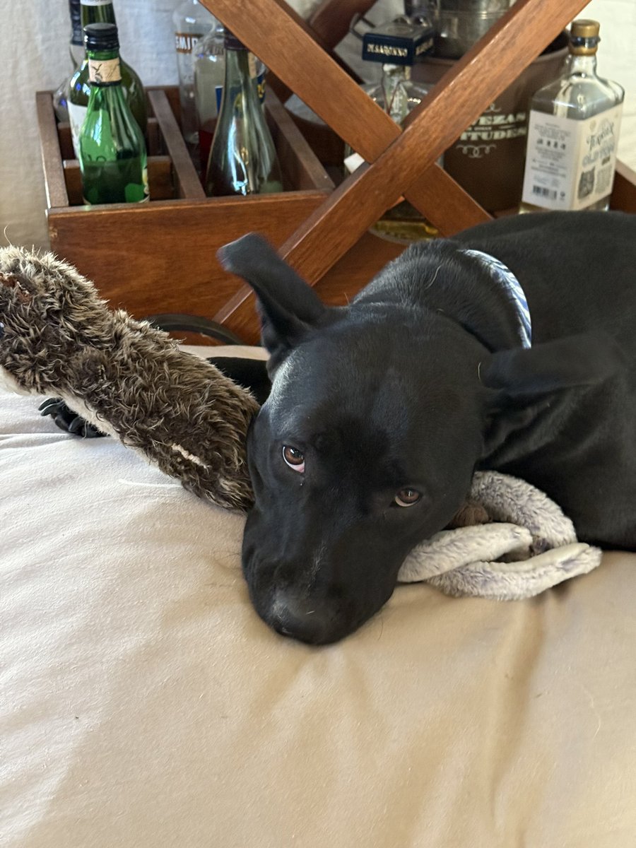 JulietaMillan's tweet photo. Hoy levanté a esta perrita en la autop cuando casi la pisa un camión. Fuimos a la vet, tiene 1 año aprox, es cruza con Pitbull y es lo más buena del 🌎. BONUS! Está preñada, asiq le estamos buscando tránsito q pueda darle la paz q necesita para tener a sus hijos. Porfa COMPARTAN https://t.co/TcsLIamCdi