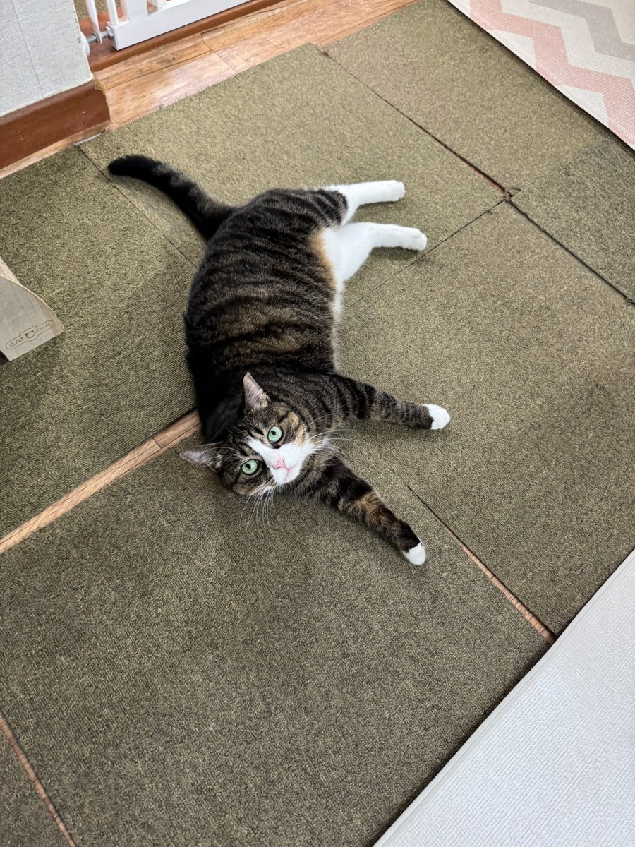 간식놀이 한다고 찔끔 뛰고는 뻗어버림ㅋㅋ 으이궁