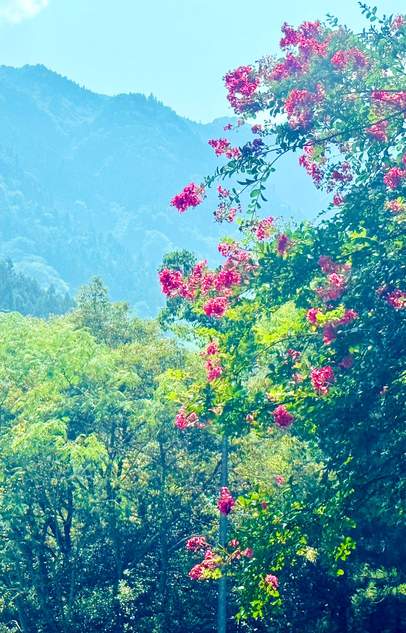 いぬ子 PSA10 STELLAR into the GALAXY星街すいせいSSP PSA10】STELLAR