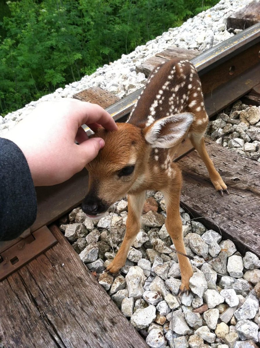 Deerposts (@deerpostss) on Twitter photo 