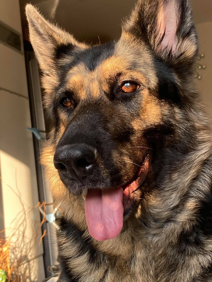 this remains my favourite photo of Coco. Look at how stunning she is 😔