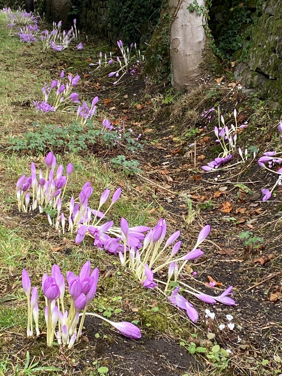 The colchicums are coming up rapidly on the roadside verge, they dislike the heavy rain though. #fairviewyearround #fairviewverge
