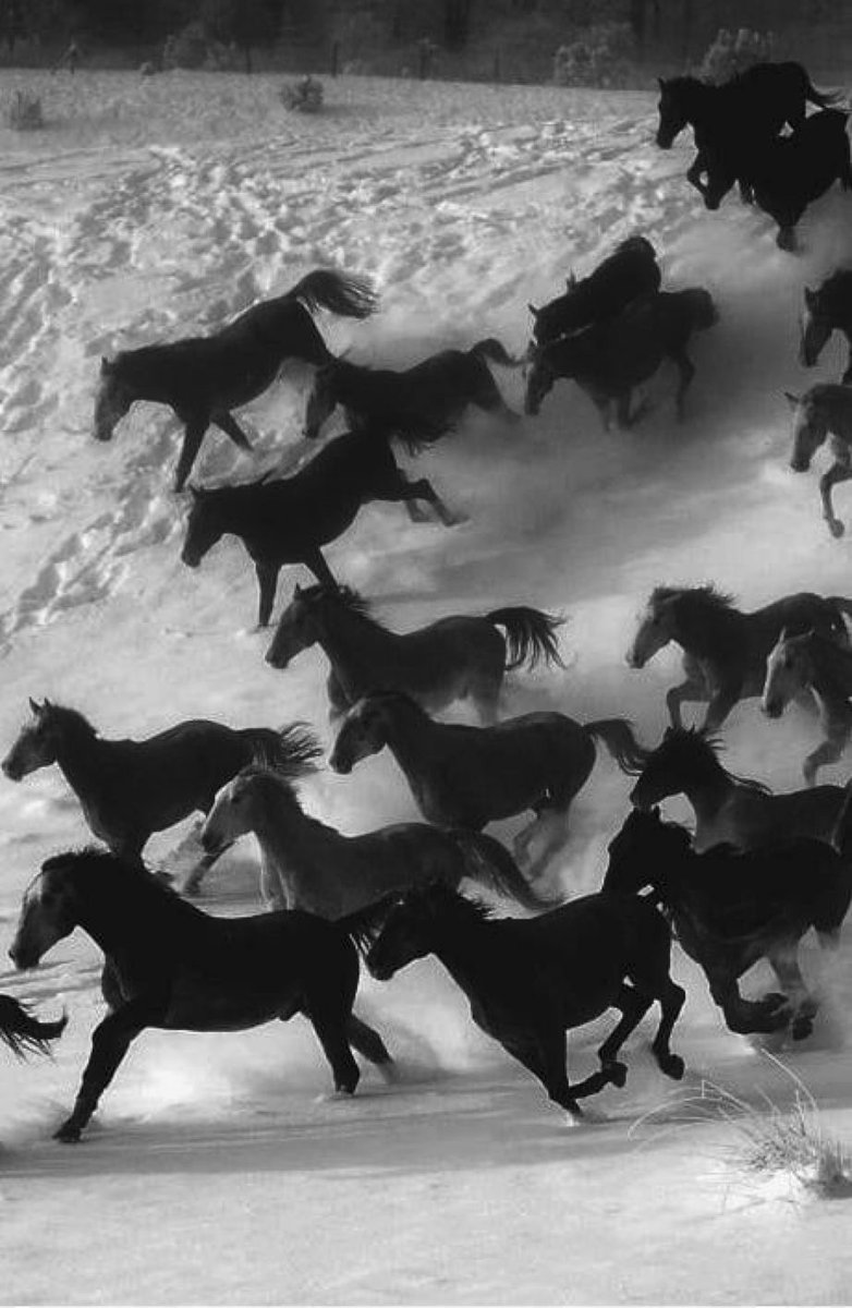 اسب‌های وحشی شگفت‌انگیزن.