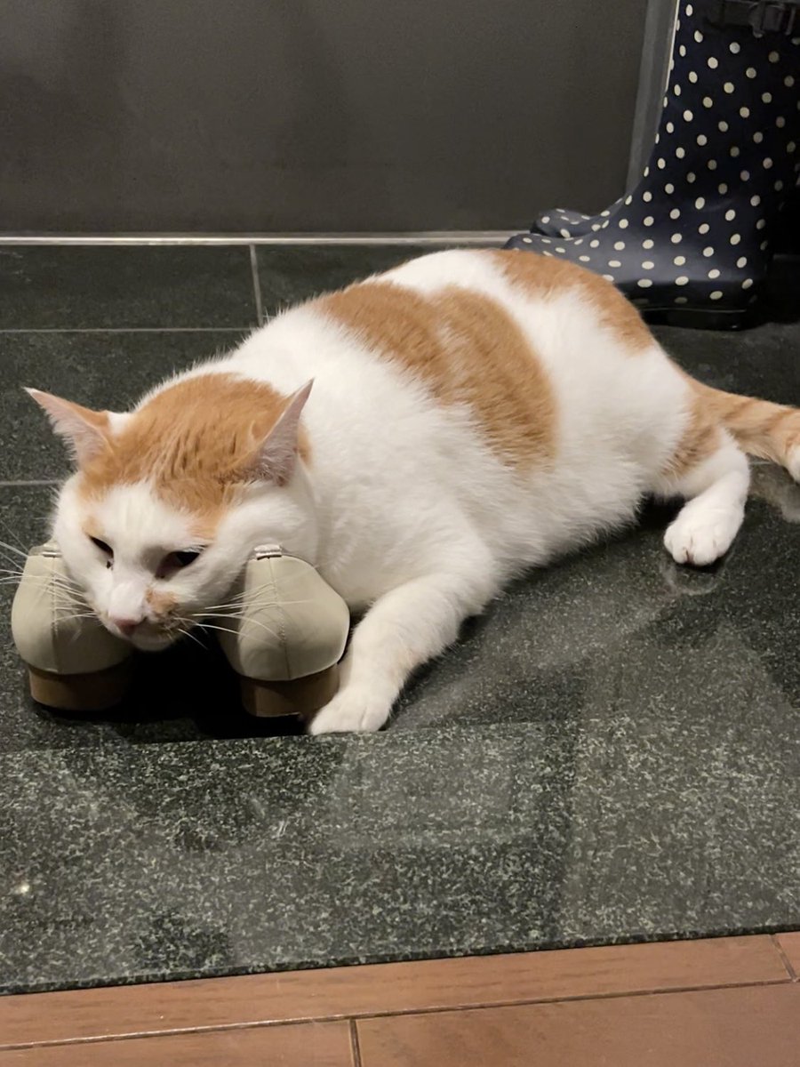 るる☆フワフワプレス社 (@vnsl0o) / X