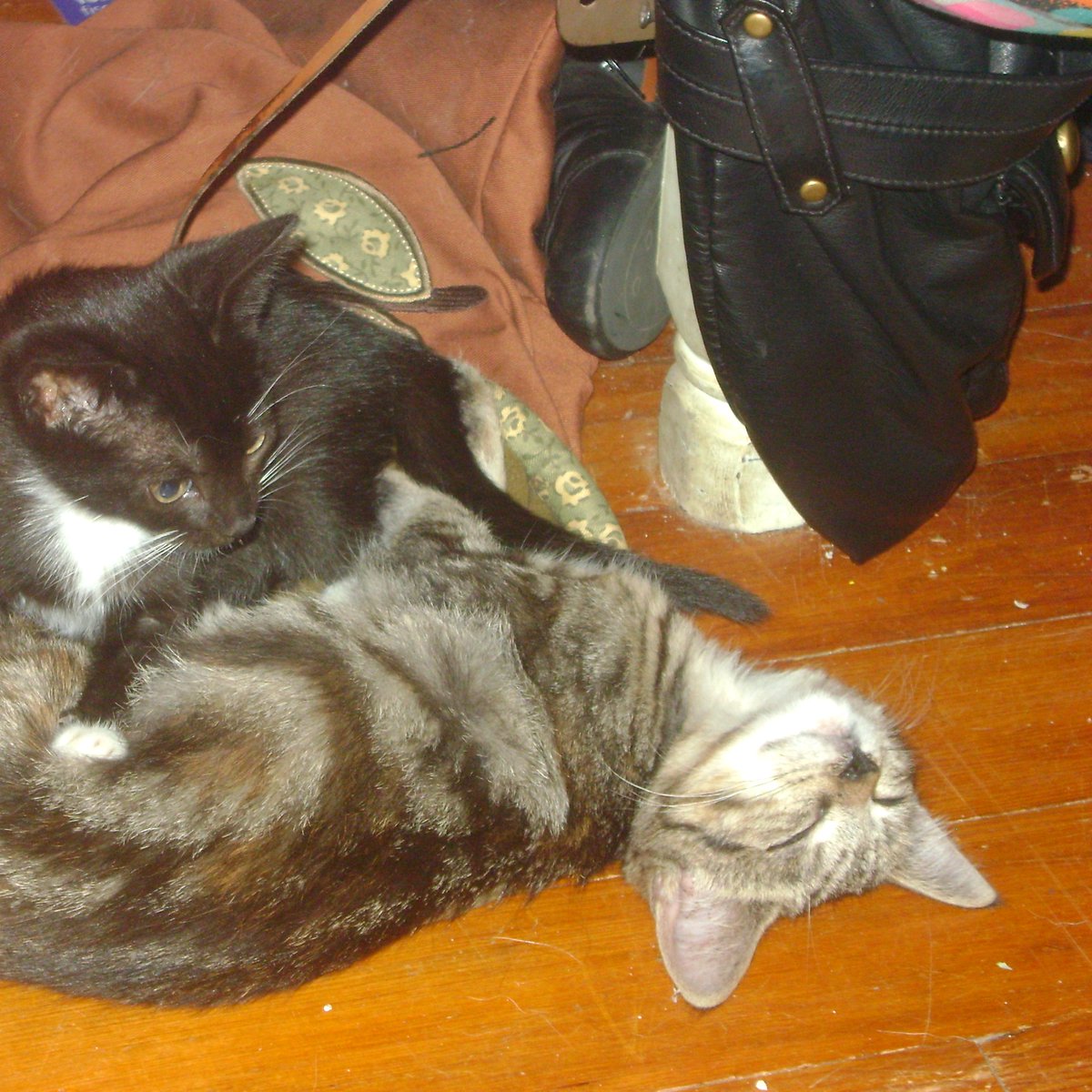 beagletsuin's tweet image. 14 Years of... whatever this is:
#Tango #Roxy #Cats #Pets