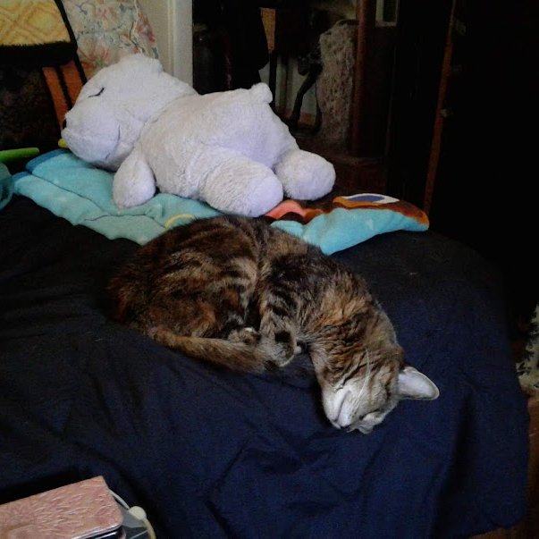 beagletsuin's tweet image. 14 Years of... whatever this is:
#Tango #Roxy #Cats #Pets