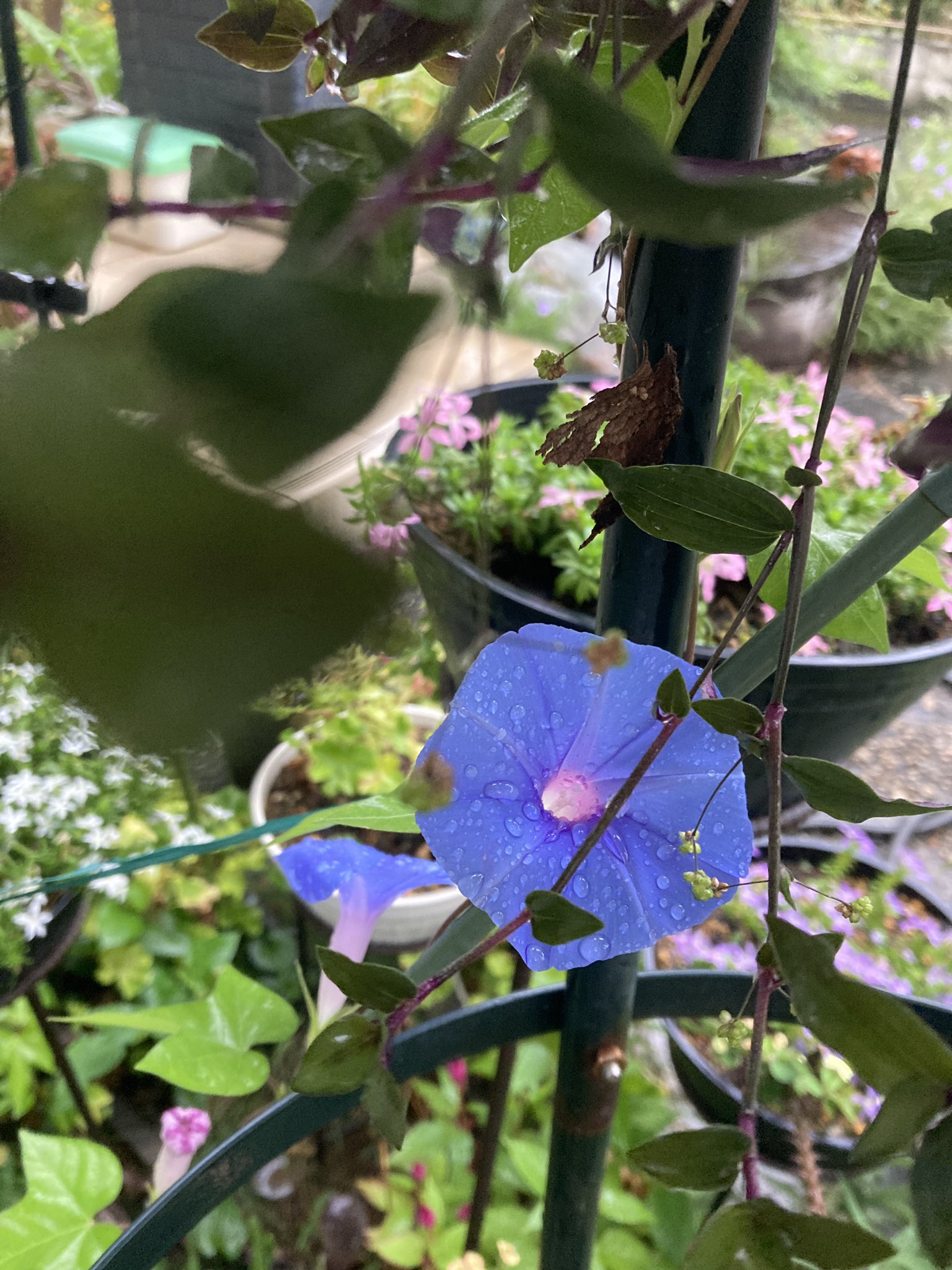 花の顔とこんにちは (たのしい自然発見シリ-ズ) 花の顔とこんにちは (たのしい自然発見シリ-ズ)
