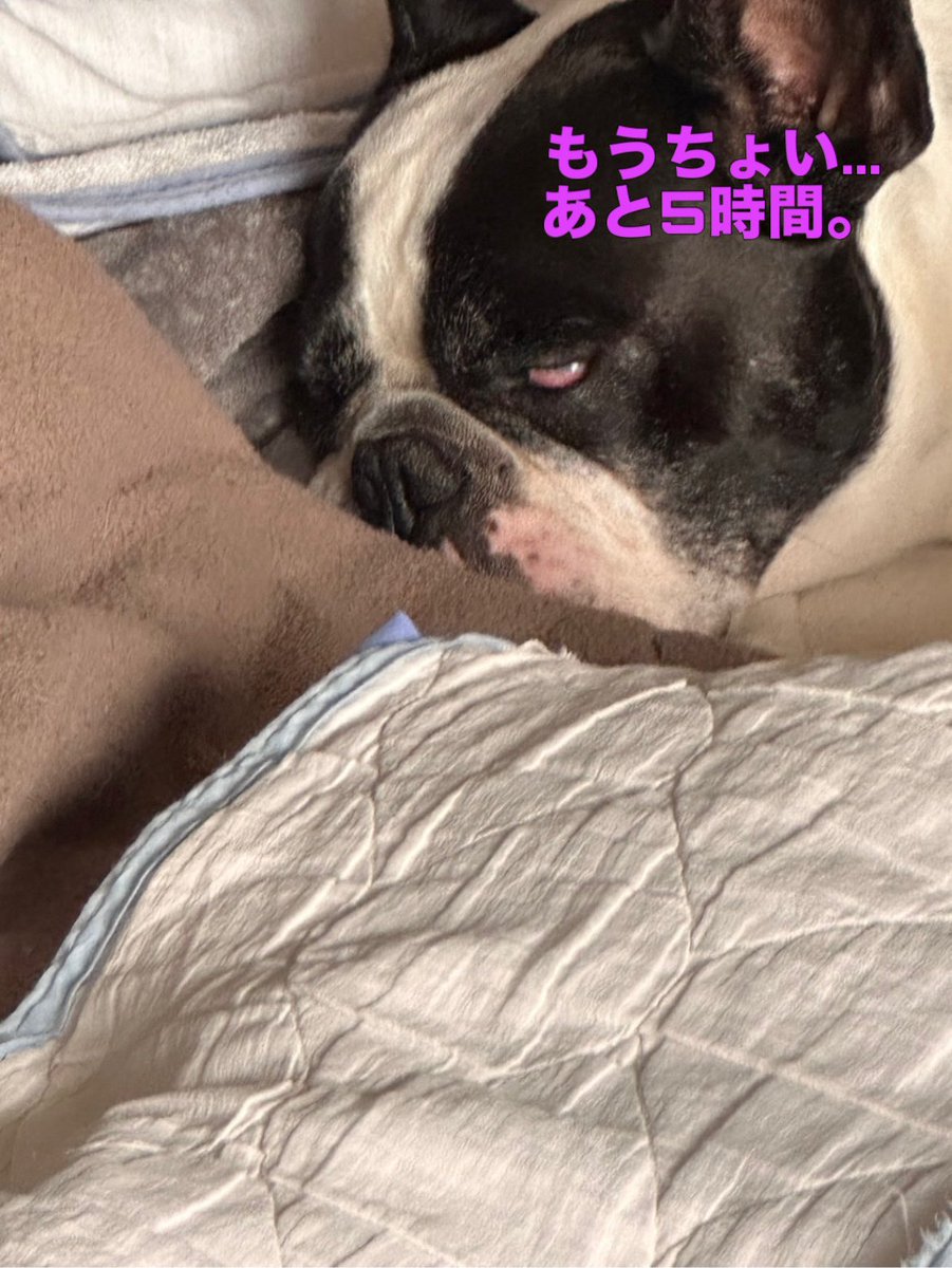 エディの快活日誌・第5話『Netflix見過ぎた翌日』
#フレブル #フレンチブルドッグ #鼻ぺちゃ #白目犬 #犬のいる生活