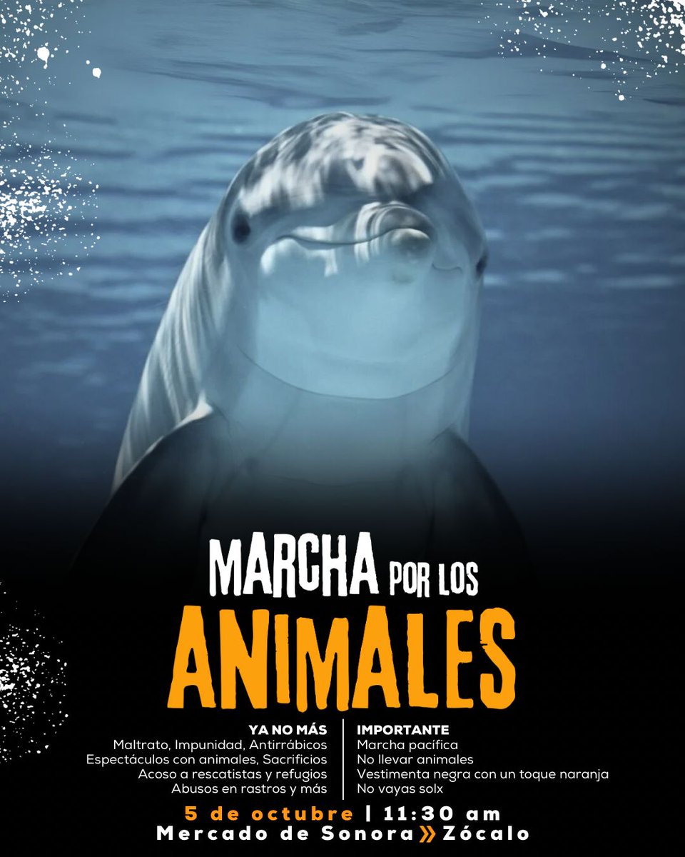 FundacionToby's tweet photo. 📢🐾 ¡Alcemos la voz por los animales! 🐾📢
Este 5 de octubre a las 11:30 am nos reuniremos en el Mercado de Sonora para marchar hacia el Zócalo.
Porque ya no podemos quedarnos calladxs ante:
🚫 Maltrato e impunidad
🚫 Sacrificios y espectáculos con animales
🚫 Abusos en rastros y antirrábicos
🚫 Acoso a rescatistas y refugios
🚫 Y a todxs los animales que siguen sufriendo bajo el pretexto de usos y costumbres
🔸 Será una marcha pacífica
🔸 No lleves animales
🔸 Viste de negro con un toque naranja
🔸 No vayas solx
Los animales no pueden pedir justicia, pero nosotros sí podemos hacerlo por ellxs. 💔🐶🐱🐴🐷🐐
👉 Comparte e invita a más personas. ¡Tu voz también cuenta!