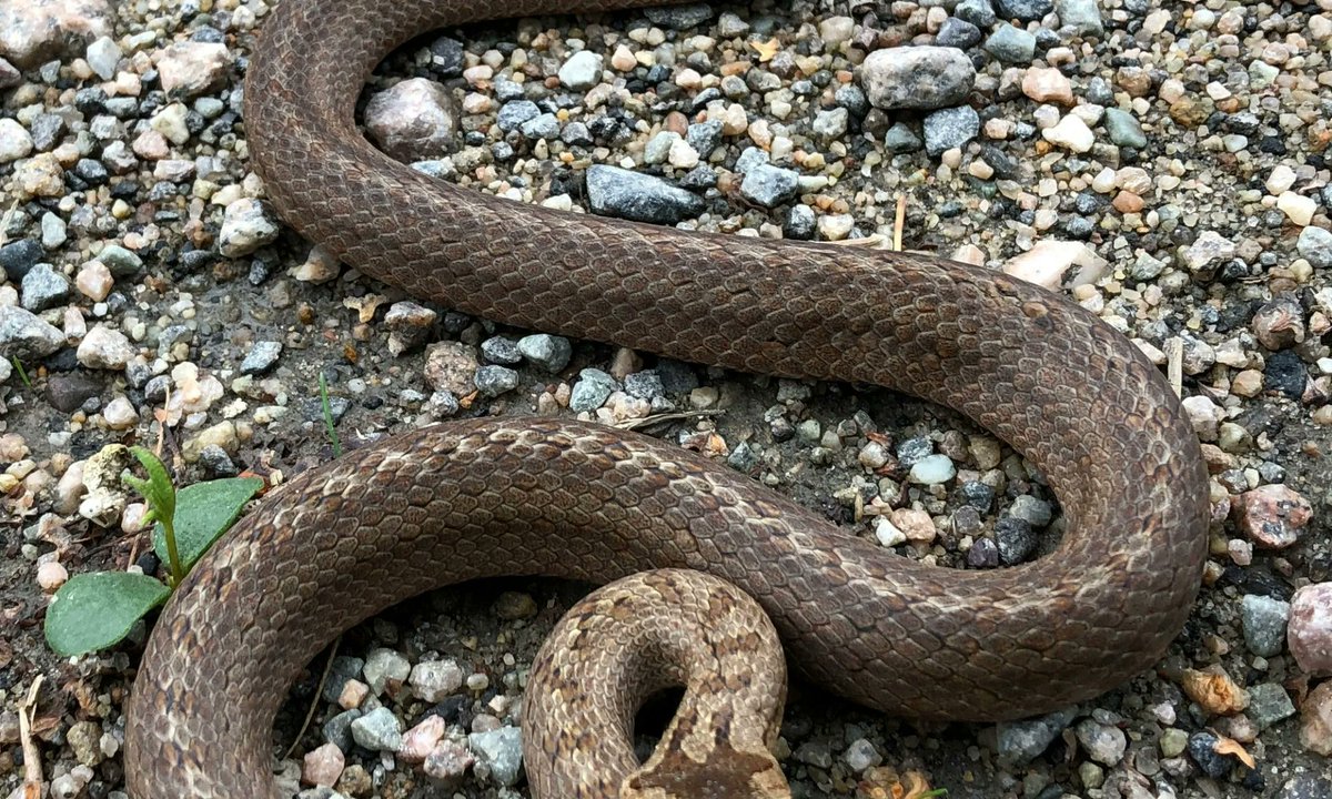 Lo que debes saber sobre la protección y la caza de animales en Puerto Rico bit.ly/3HUoYzY