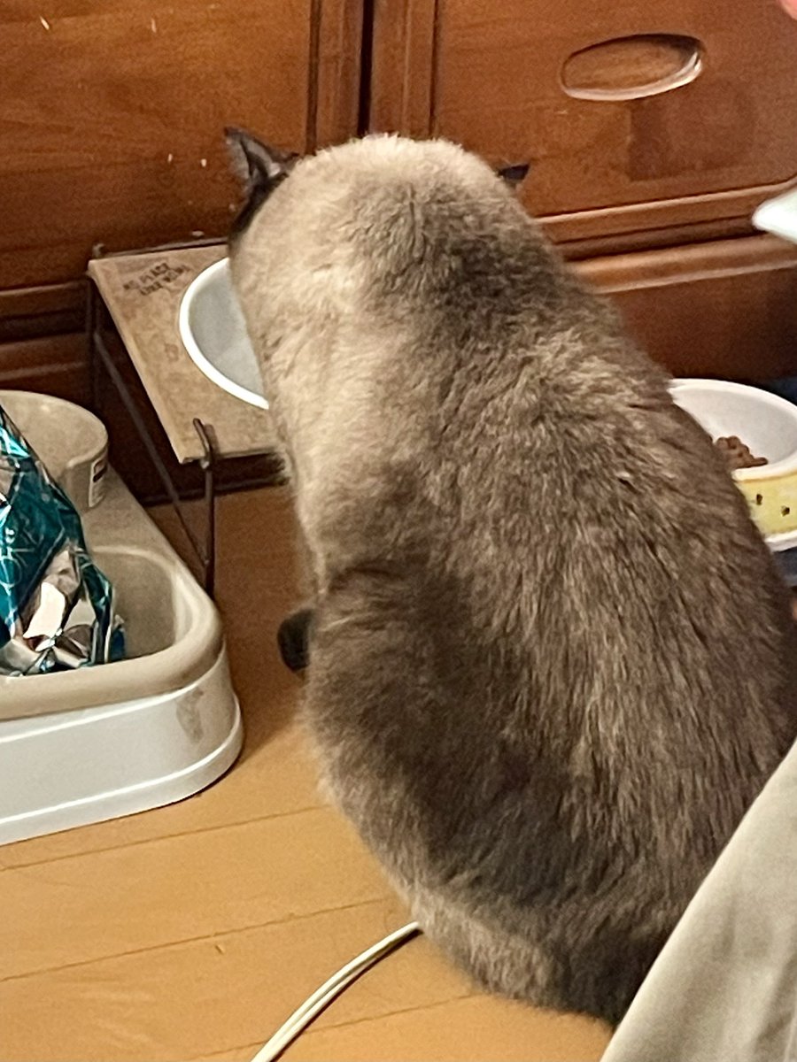 猫がお水をピチャピチャ飲む音が聞こえると、にっこりしてしまう。本当に何もかも可愛いなぁ