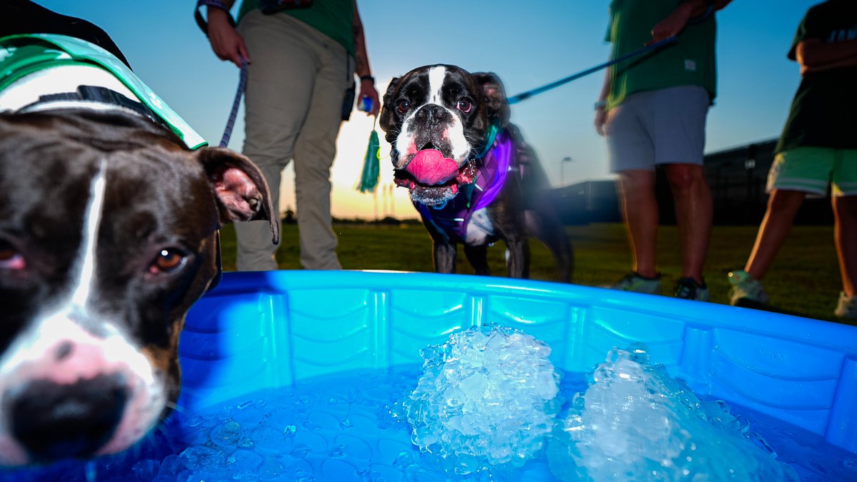 MeanGreenSoccer's tweet photo. It's always a good day at the pitch when there are doggies.

#GMG https://t.co/DasZFZfkf6