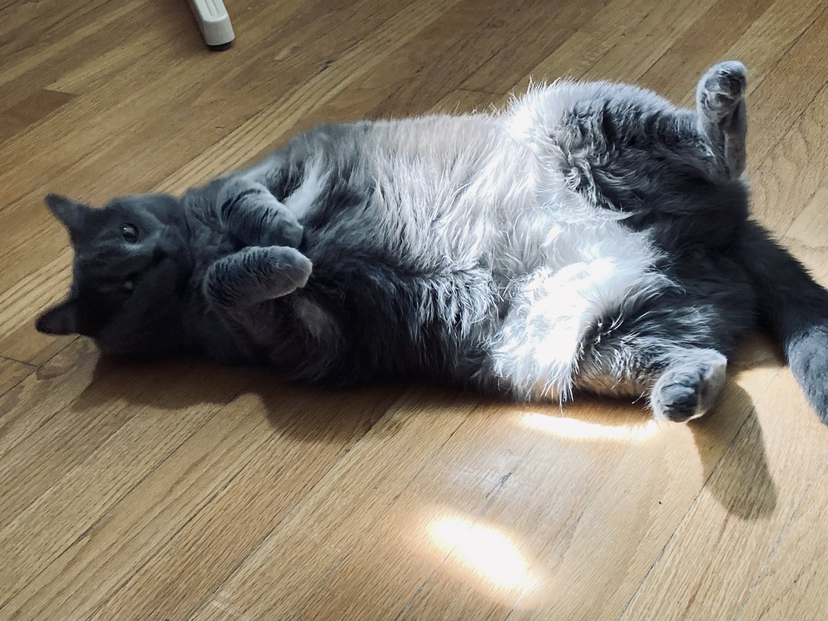 glockymolo ❤️ Oreo 🌈 Walter 🌈 tweet media