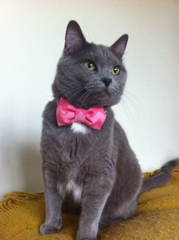 glockymolo ❤️ Oreo 🌈 Walter 🌈 tweet media