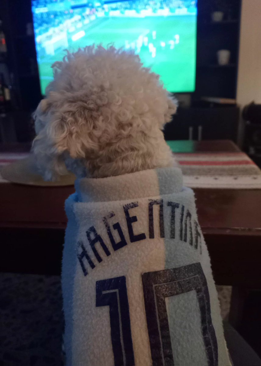 Marcelito atento a la selección 🐶🇦🇷