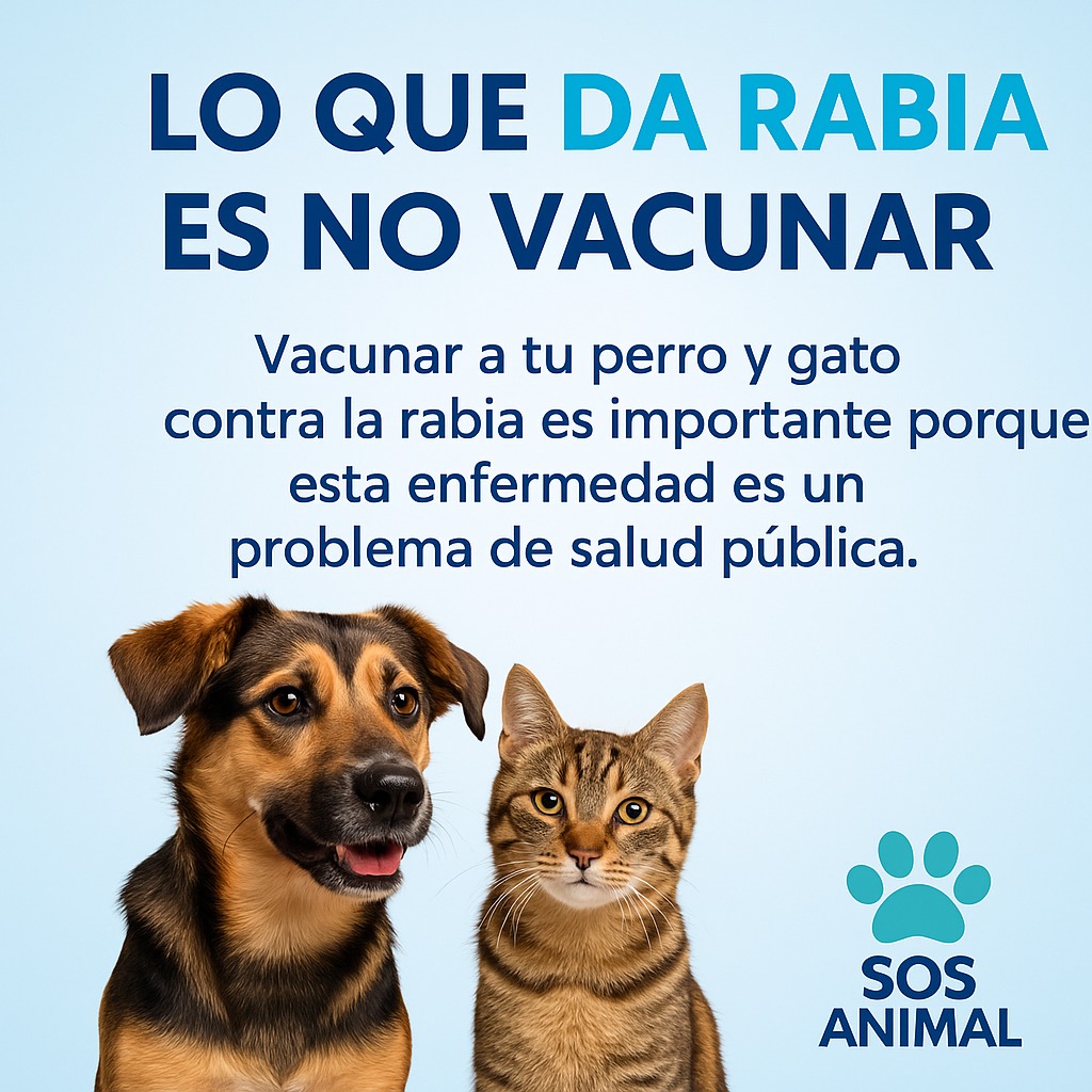 o_trelew's tweet photo. 🔴 ACLARACIÓN IMPORTANTE SOBRE LA VACUNACIÓN ANTIRRÁBICA 🔴

La vacunación antirrábica de perros y gatos es obligatoria, gratuita y de acceso universal, según lo disponen las normativas nacionales y la Ley Provincial I N° 655 de Chubut, que establece: https://t.co/ONTpgVPxVx