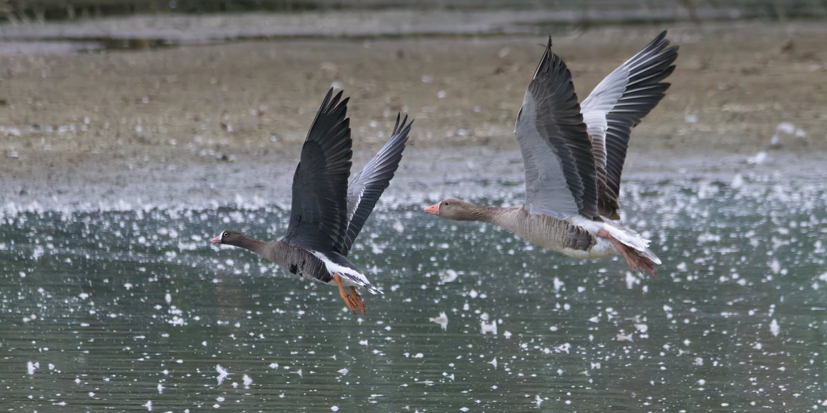 Garbo69's tweet image. Lesser White Fronted Goose and Greylag Goose at Bowesfield Marsh, Stockton, today.  @teesbirds1 @teesmouthbc  @DurhamBirdClub @WildlifeMag @Natures_Voice @BBCSpringwatch