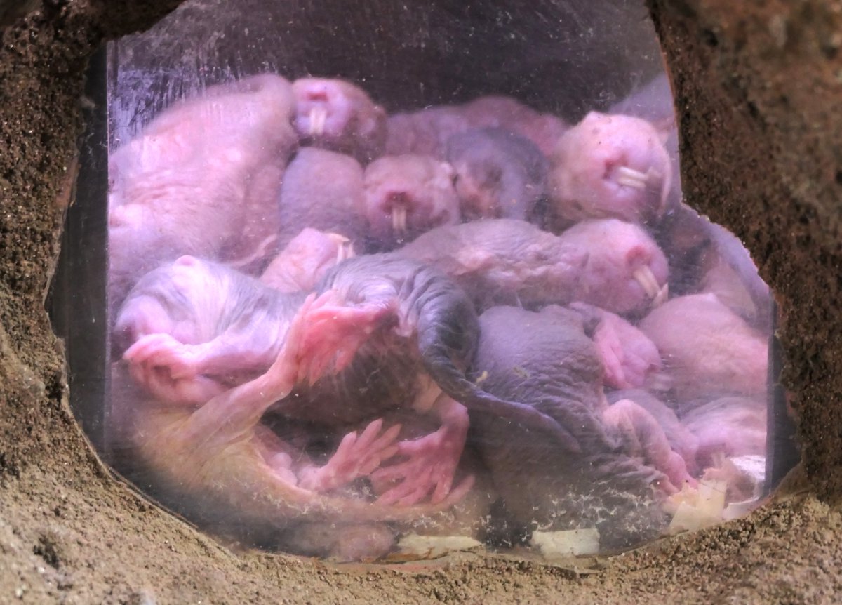 おはようございます。 
今朝の動物たちの様子をお届けします。  

#ハダカデバネズミ
#朝の上野動物園