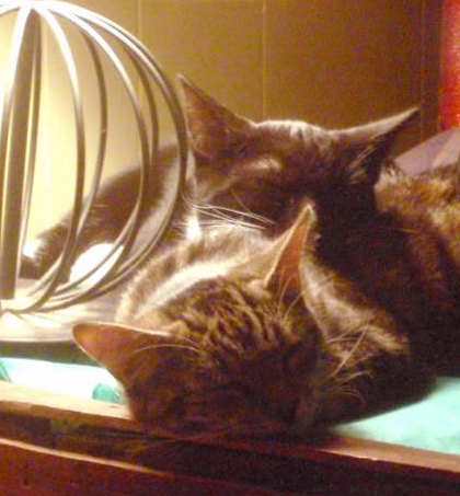 beagletsuin's tweet image. They grow up so fast!  🥺💗
#Roxy #Tango #Cats #Pets