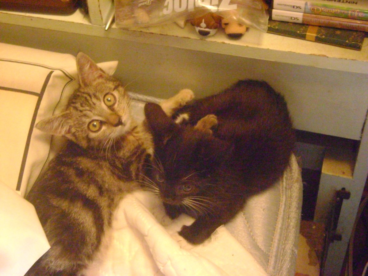 beagletsuin's tweet image. They grow up so fast!  🥺💗
#Roxy #Tango #Cats #Pets