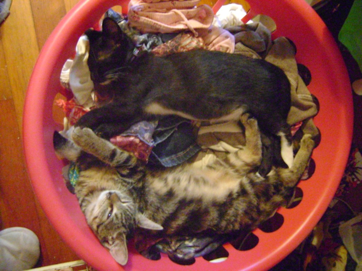 beagletsuin's tweet image. They grow up so fast!  🥺💗
#Roxy #Tango #Cats #Pets