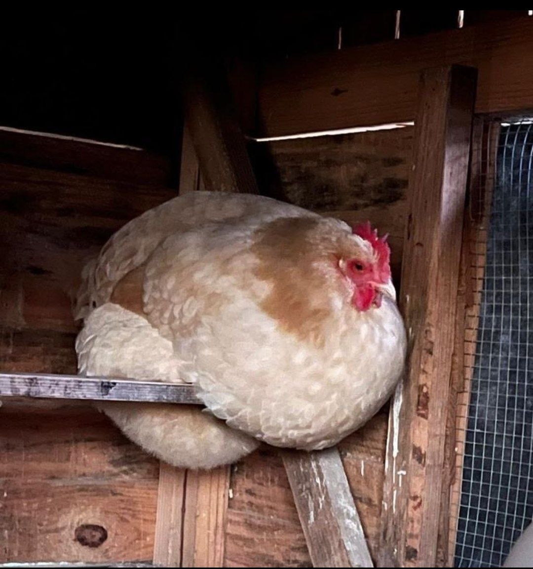 0neCreeper's tweet photo. chiken. https://t.co/sFh13S02os