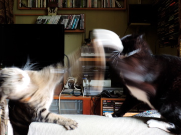 beagletsuin's tweet image. They grow up so fast!  🥺💗
#Roxy #Tango #Cats #Pets